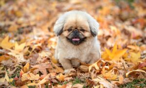 快眠に最適な枕のおすすめは？