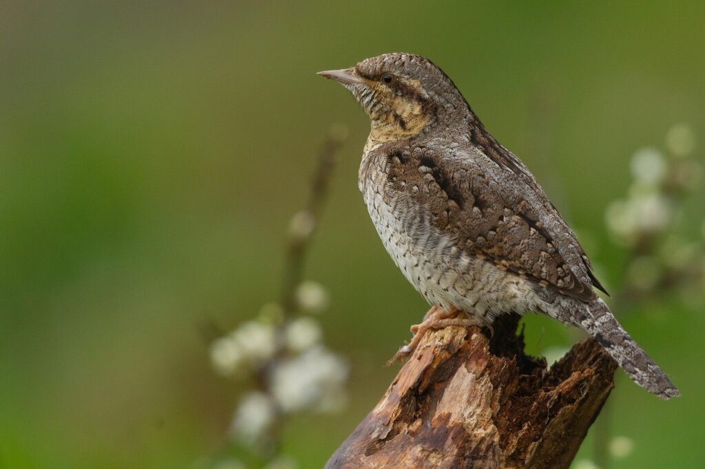 枕の二段階高さで肩こりを解消する方法は？