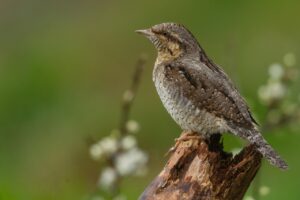 枕が高いと肩こりは悪化する？その理由とは？