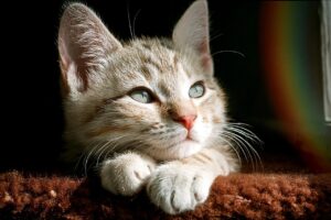 枕が高すぎて顔がむくむ原因とは何ですか？