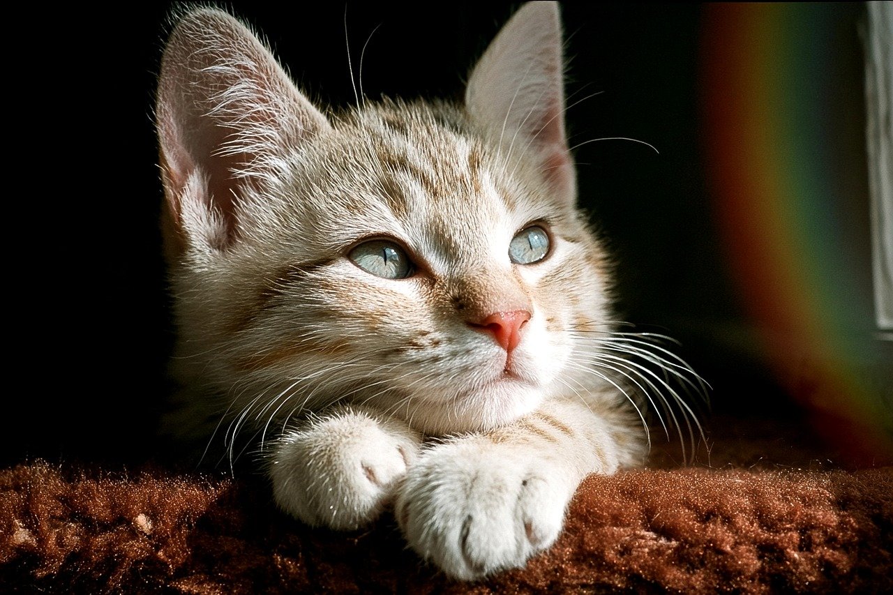 枕が高すぎて顔がむくむ原因とは何ですか？