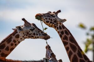 枕のへたりは首痛いのサイン？朝の目覚めを改善する方法は？